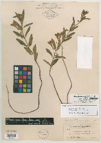 Scutellaria veronicifolia image