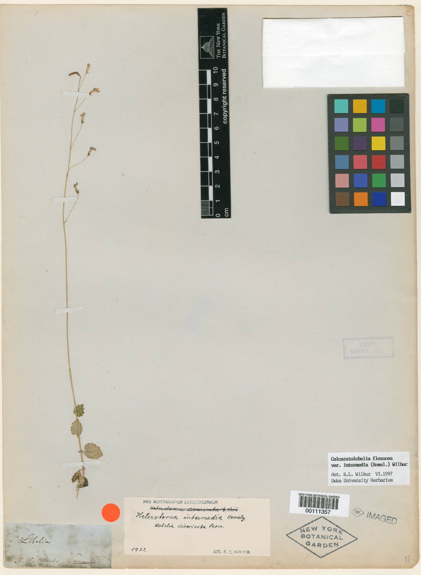 Lobelia flexuosa image