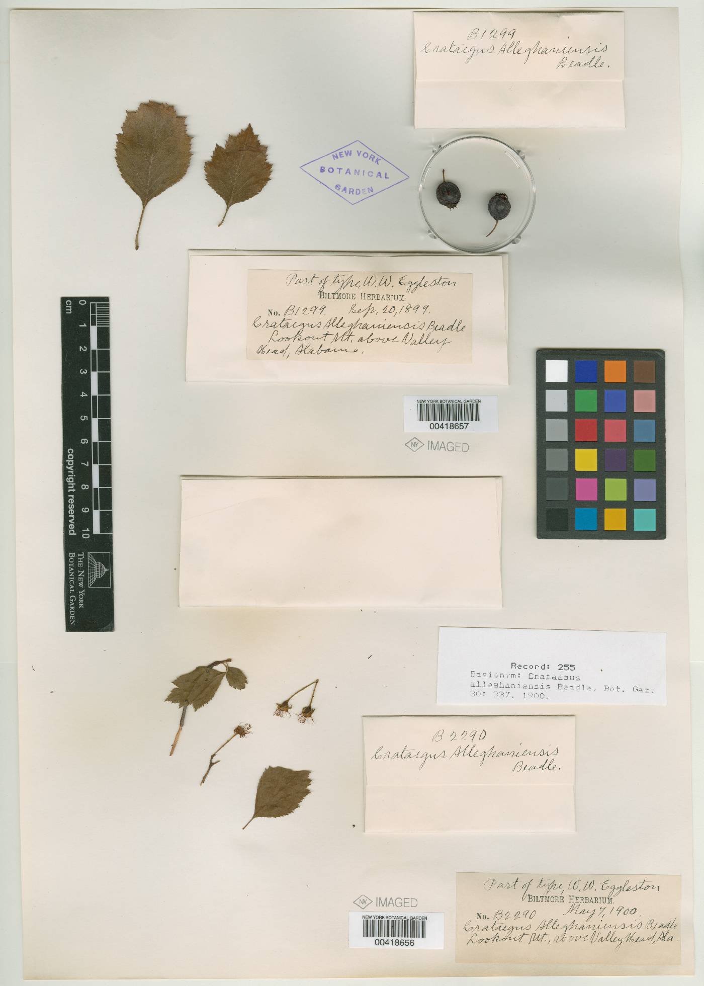 Crataegus alleghaniensis image