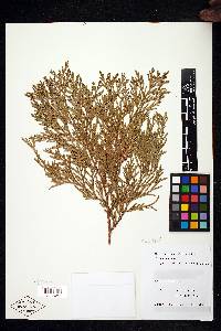 Thuja standishii image