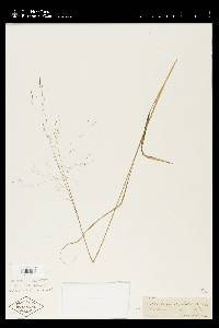 Muhlenbergia capillaris image