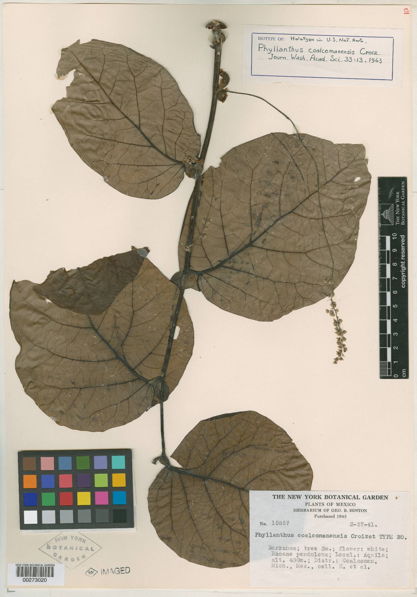 Phyllanthus coalcomanensis image