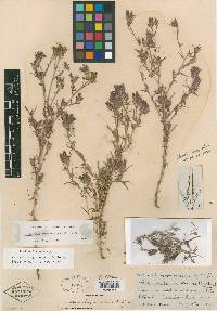 Cordylanthus nevadensis image