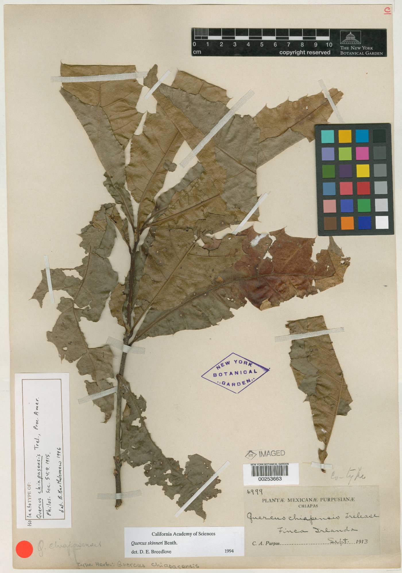 Quercus skinneri image