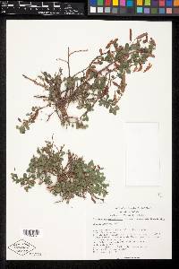 Chamaecrista rotundifolia var. rotundifolia image