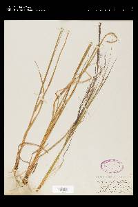 Muhlenbergia capillaris image