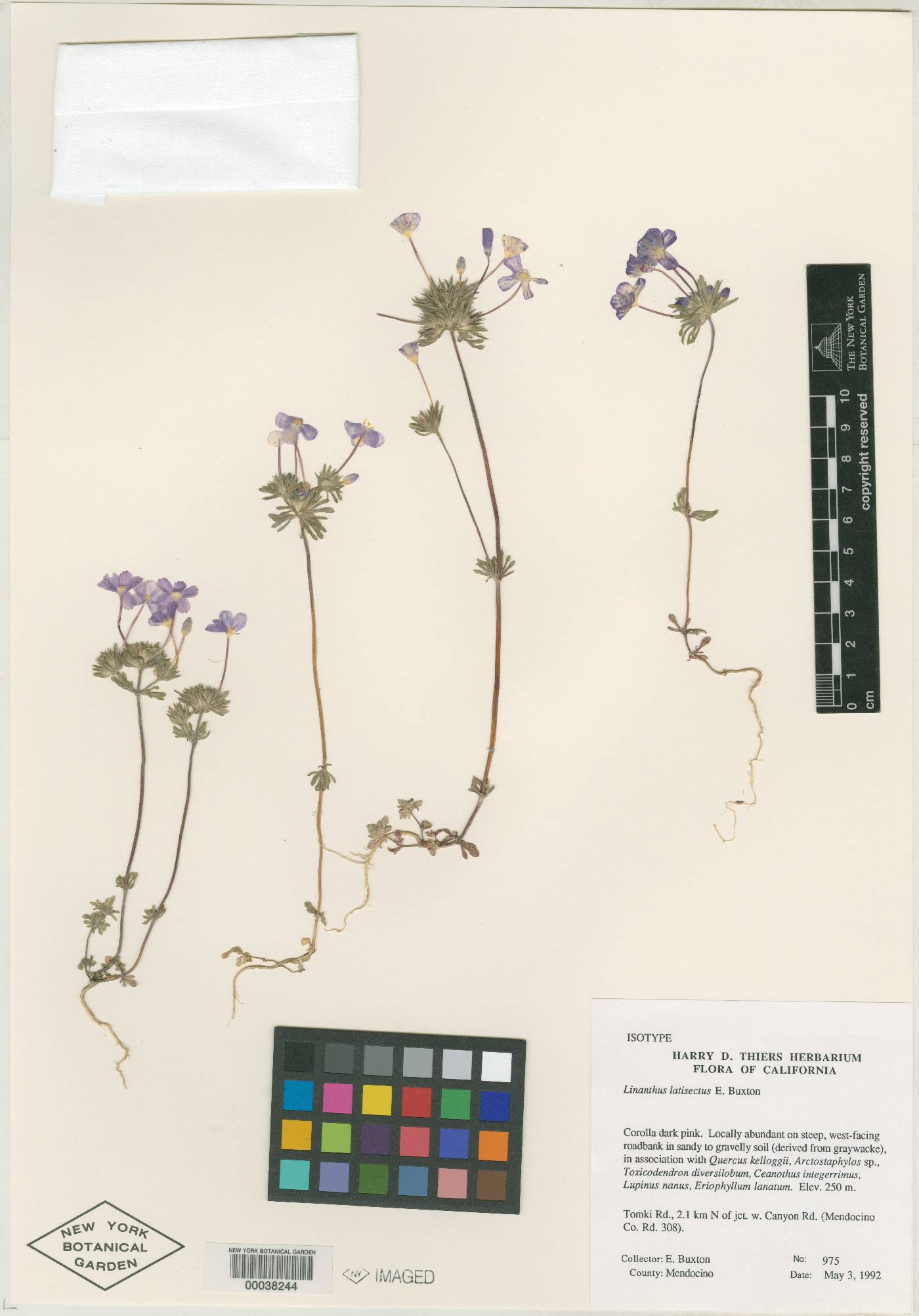 Linanthus latisectus image