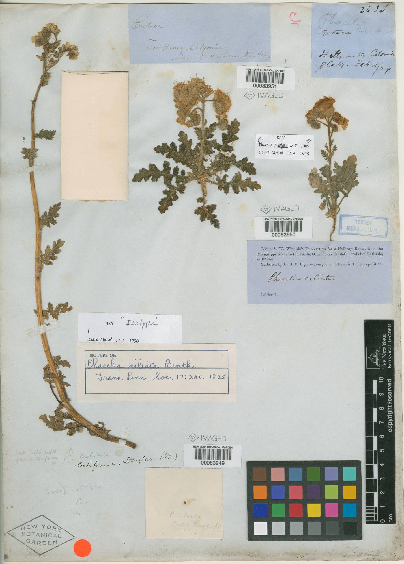 Phacelia ciliata image