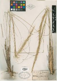 Muhlenbergia articulata image