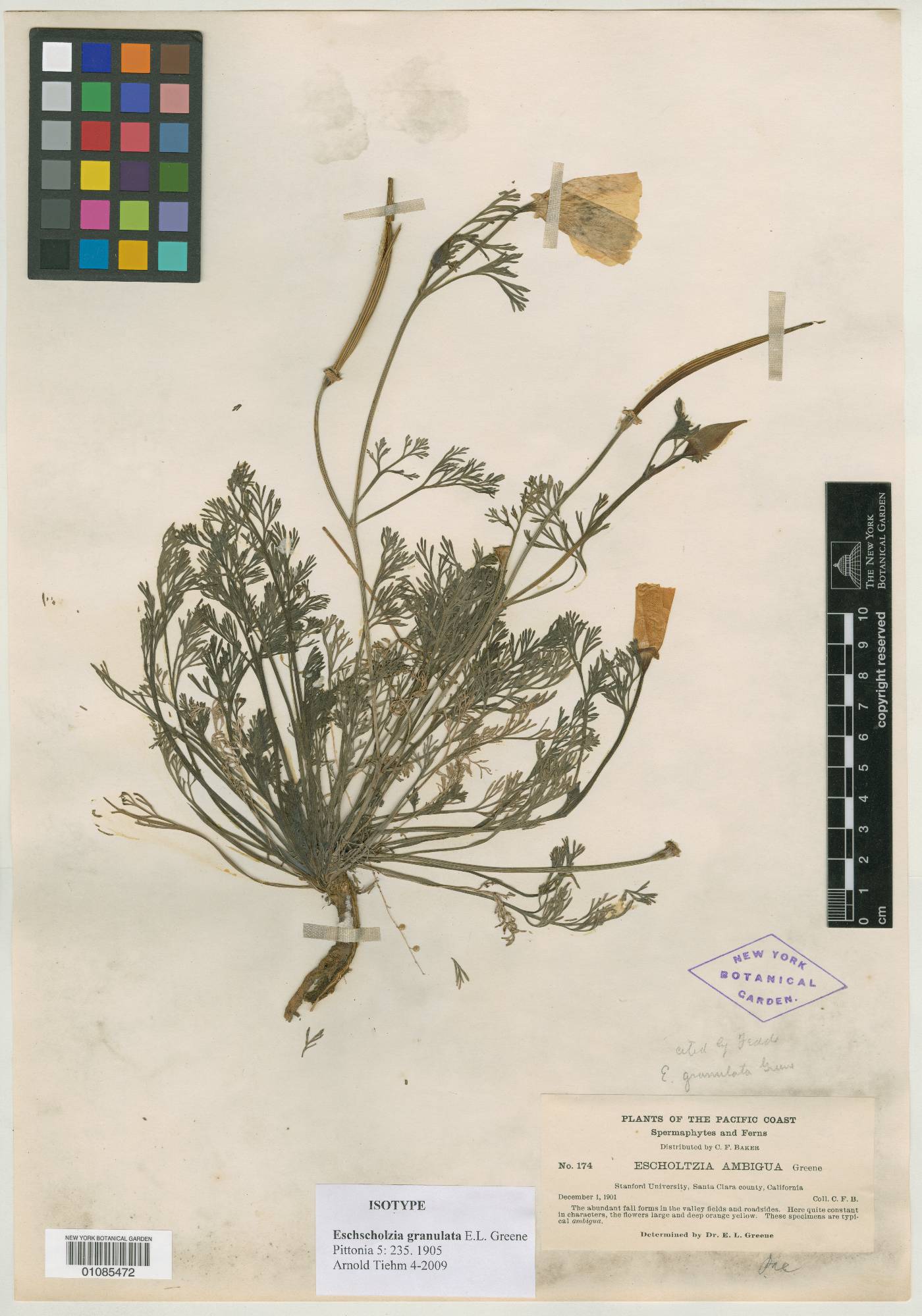 Eschscholzia granulata image
