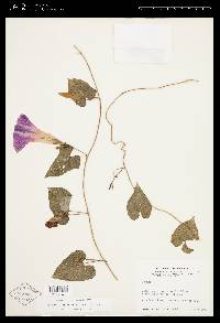 Ipomoea variabilis image