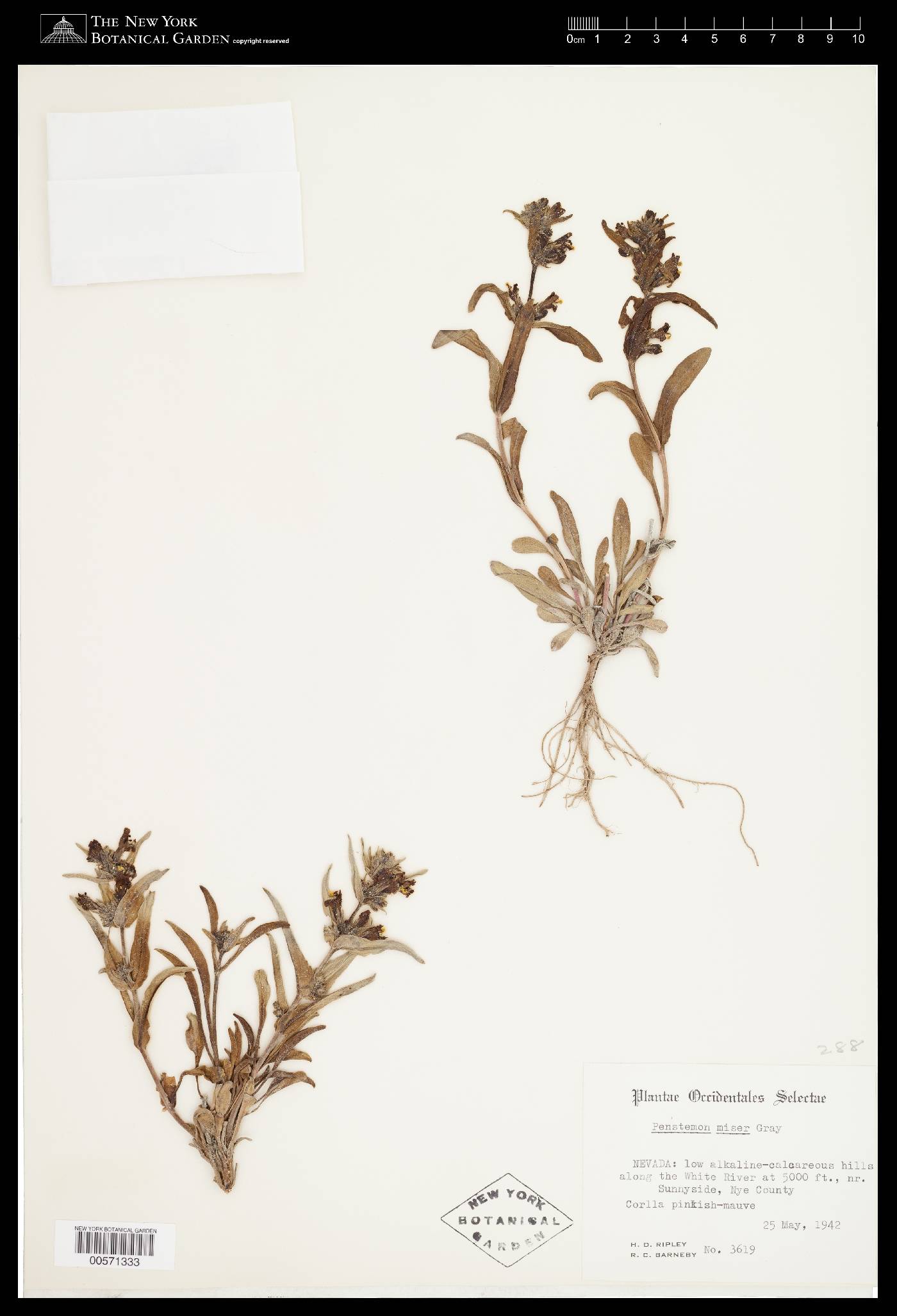 Penstemon barnebyi image