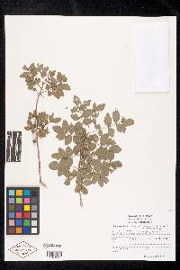 Bursera fagaroides image