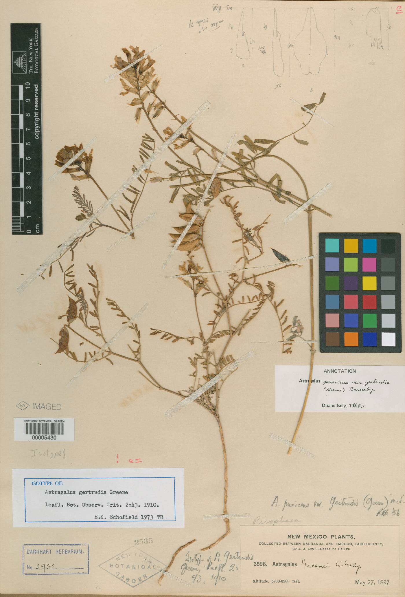 Astragalus gertrudis image