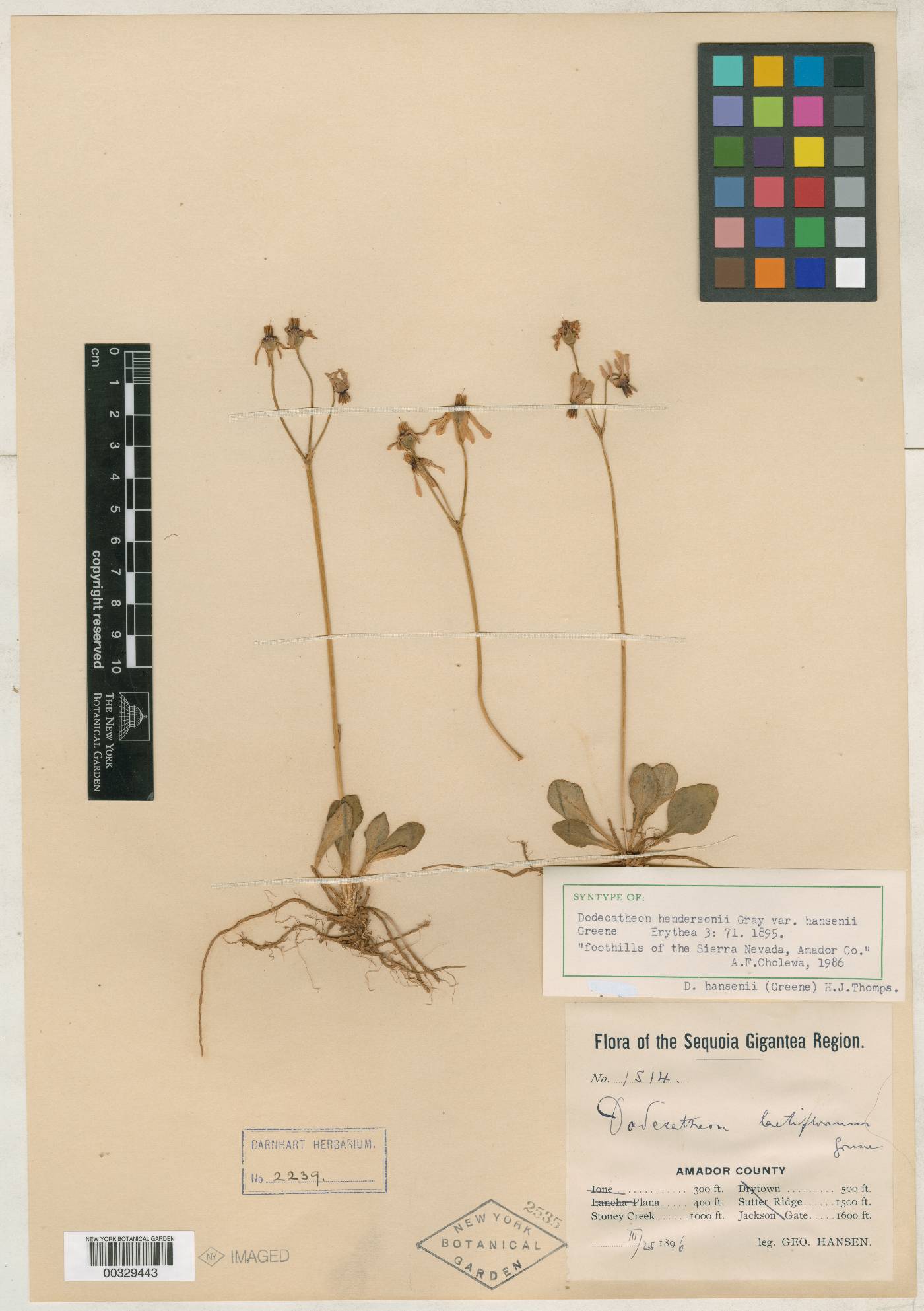 Dodecatheon hendersonii var. hansenii image