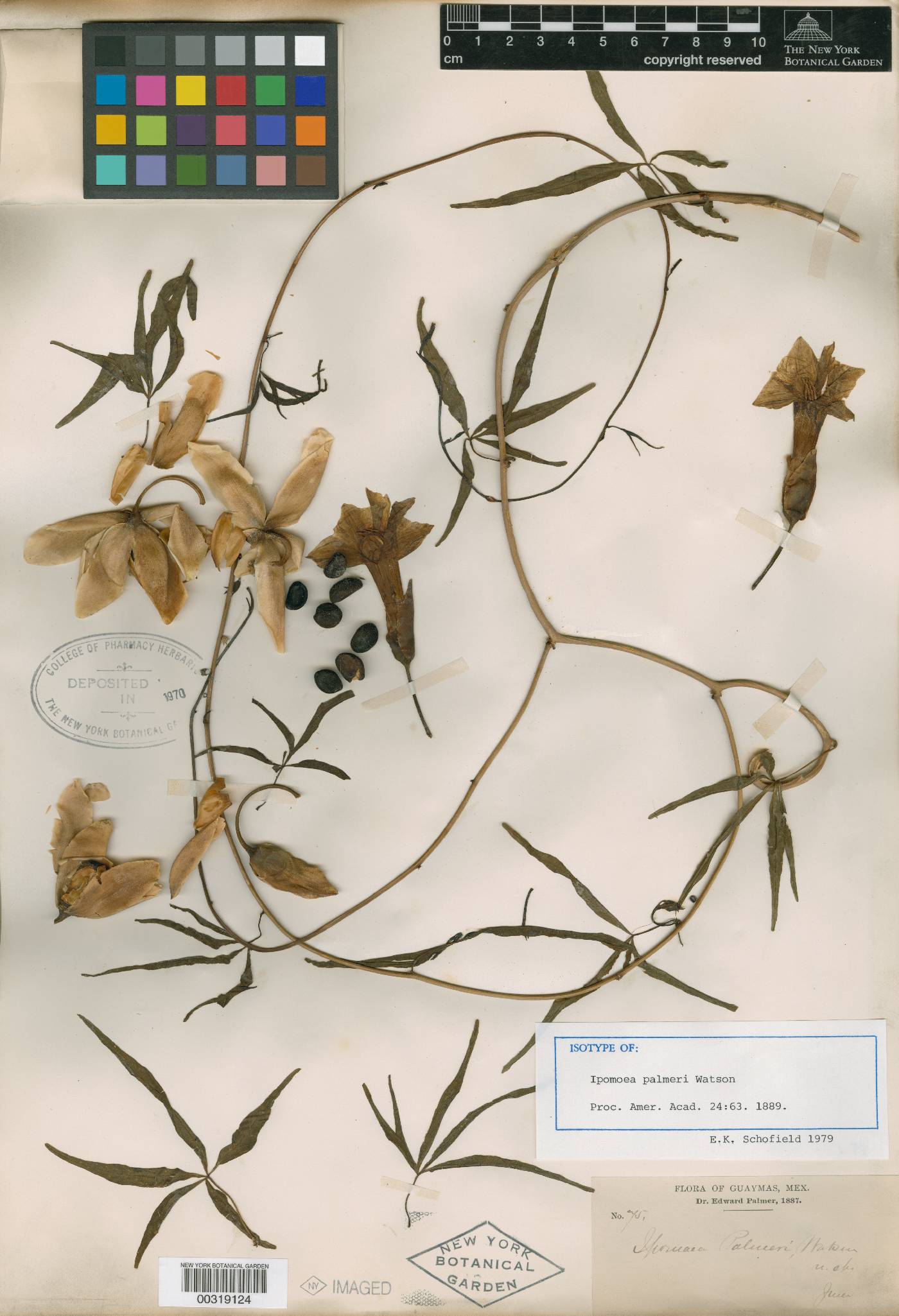 Ipomoea palmeri image