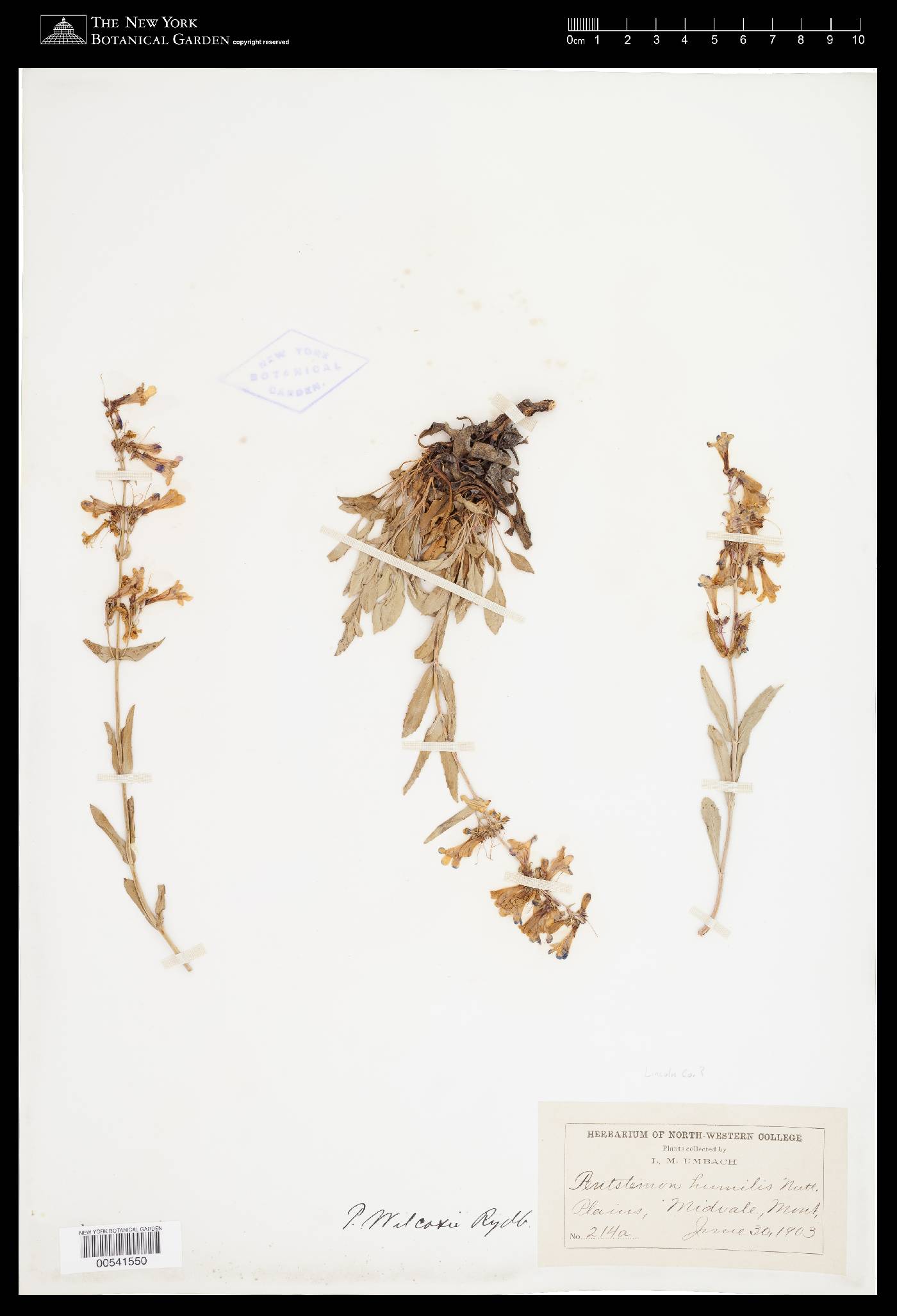 Penstemon albertinus image