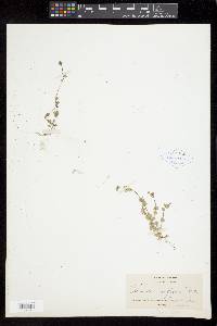 Heterocodon rariflorum image