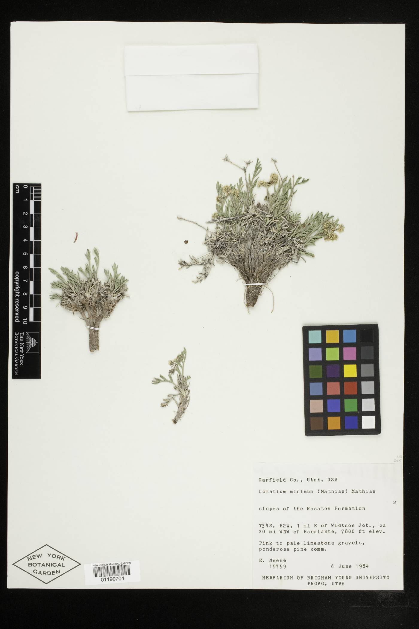 Lomatium minimum image