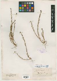 Oenothera torreyi image