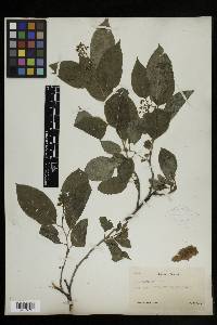 Celastrus scandens image