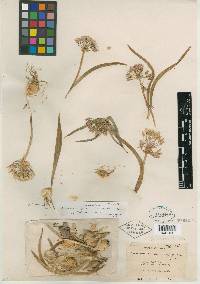 Allium tolmiei image