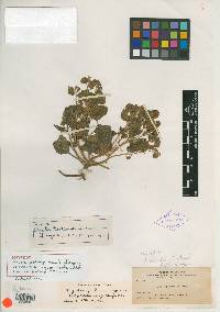 Phacelia gooddingii image