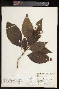 Leandra multiplinervis image