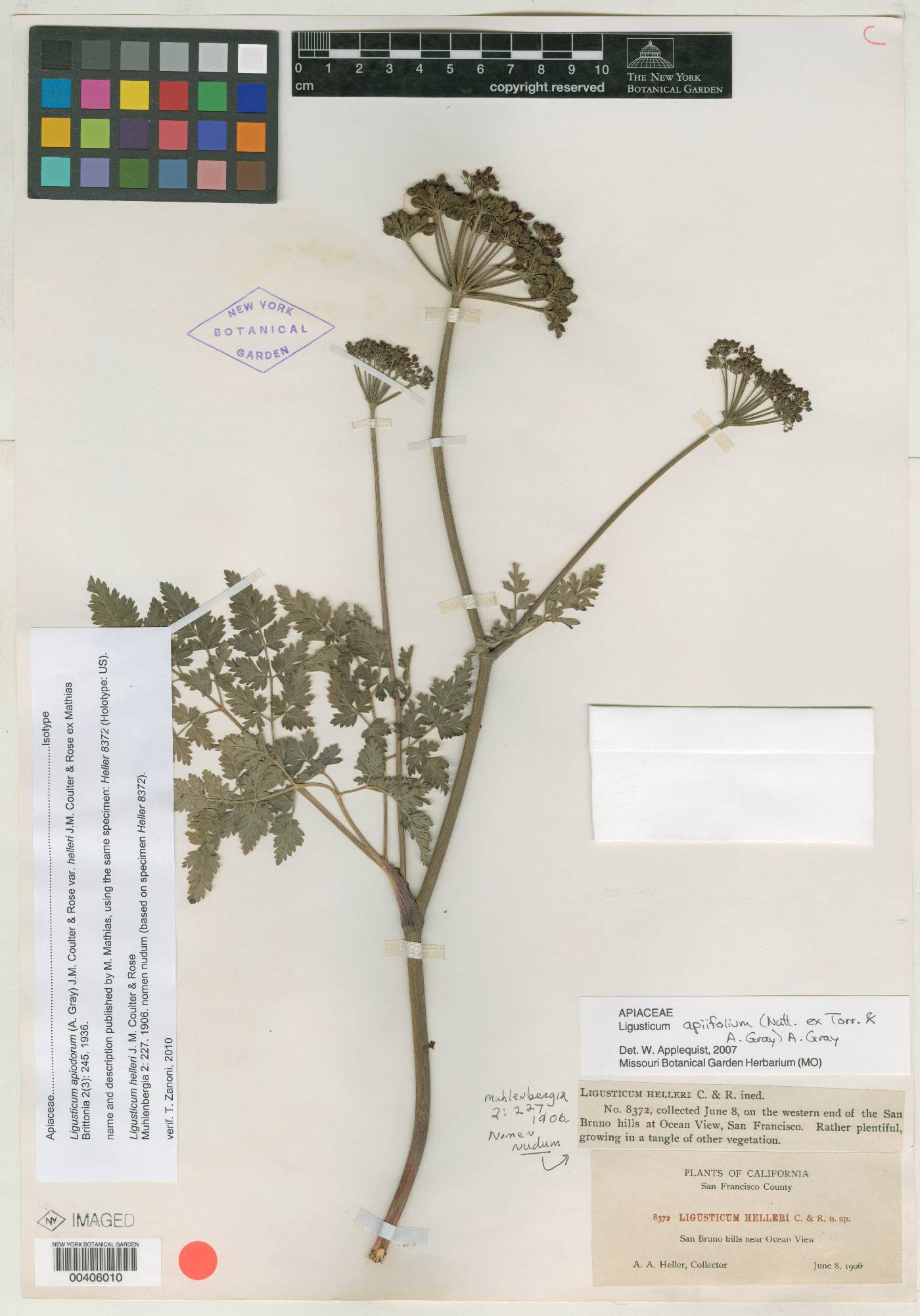 Ligusticum apiodorum var. helleri image