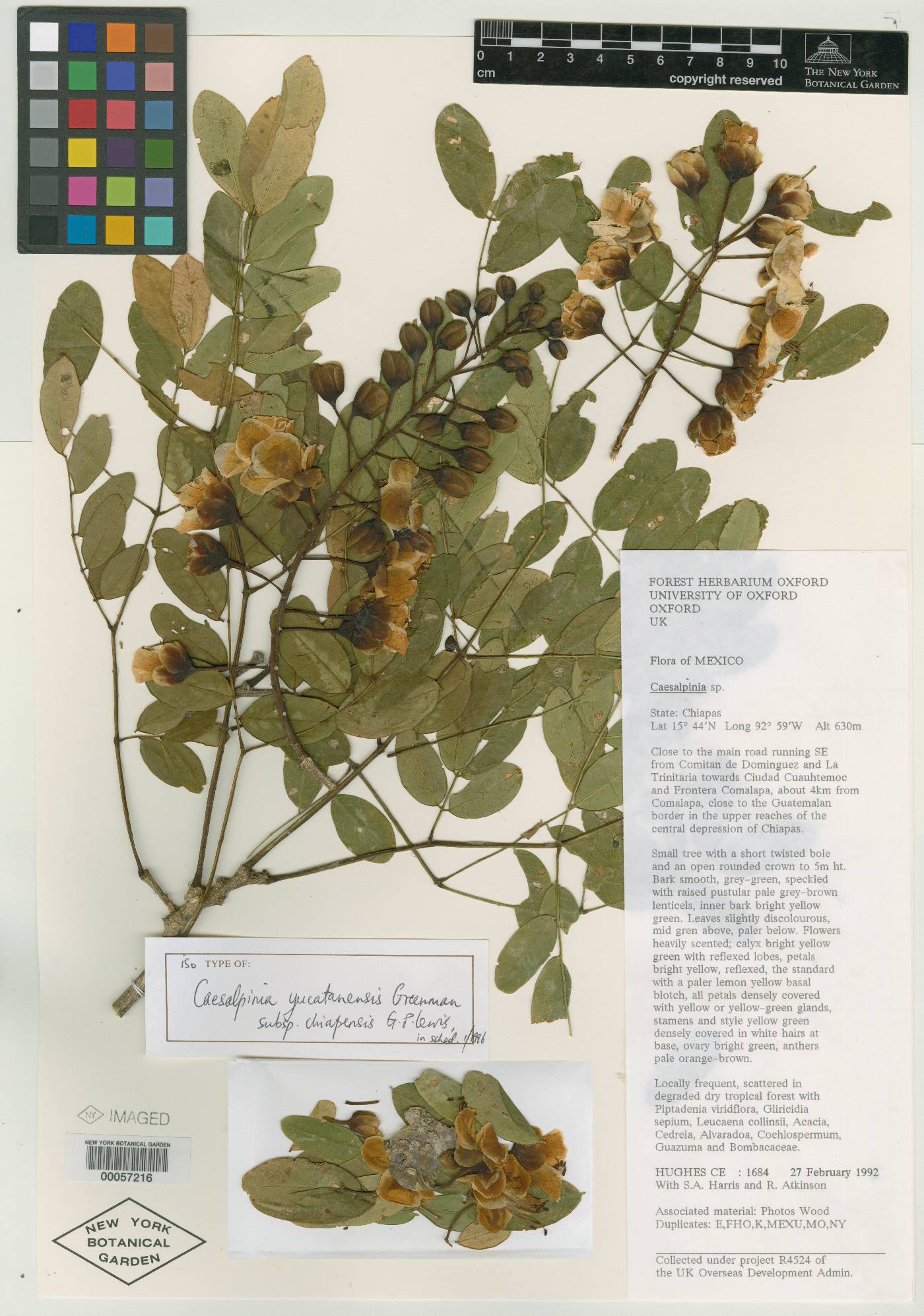 Caesalpinia yucatanensis subsp. chiapensis image