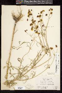 Coreopsis tinctoria image