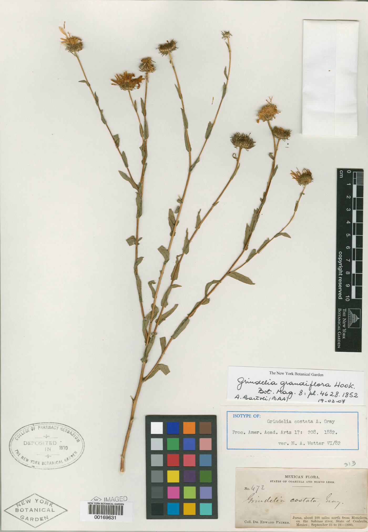 Grindelia grandiflora image