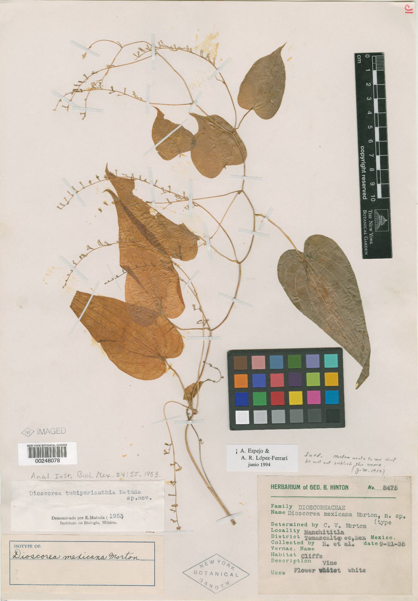 Dioscorea tubiperianthia image