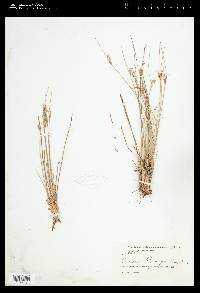 Juncus parryi image