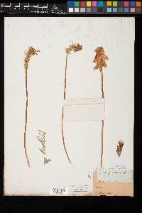 Astragalus radicans var. radicans image