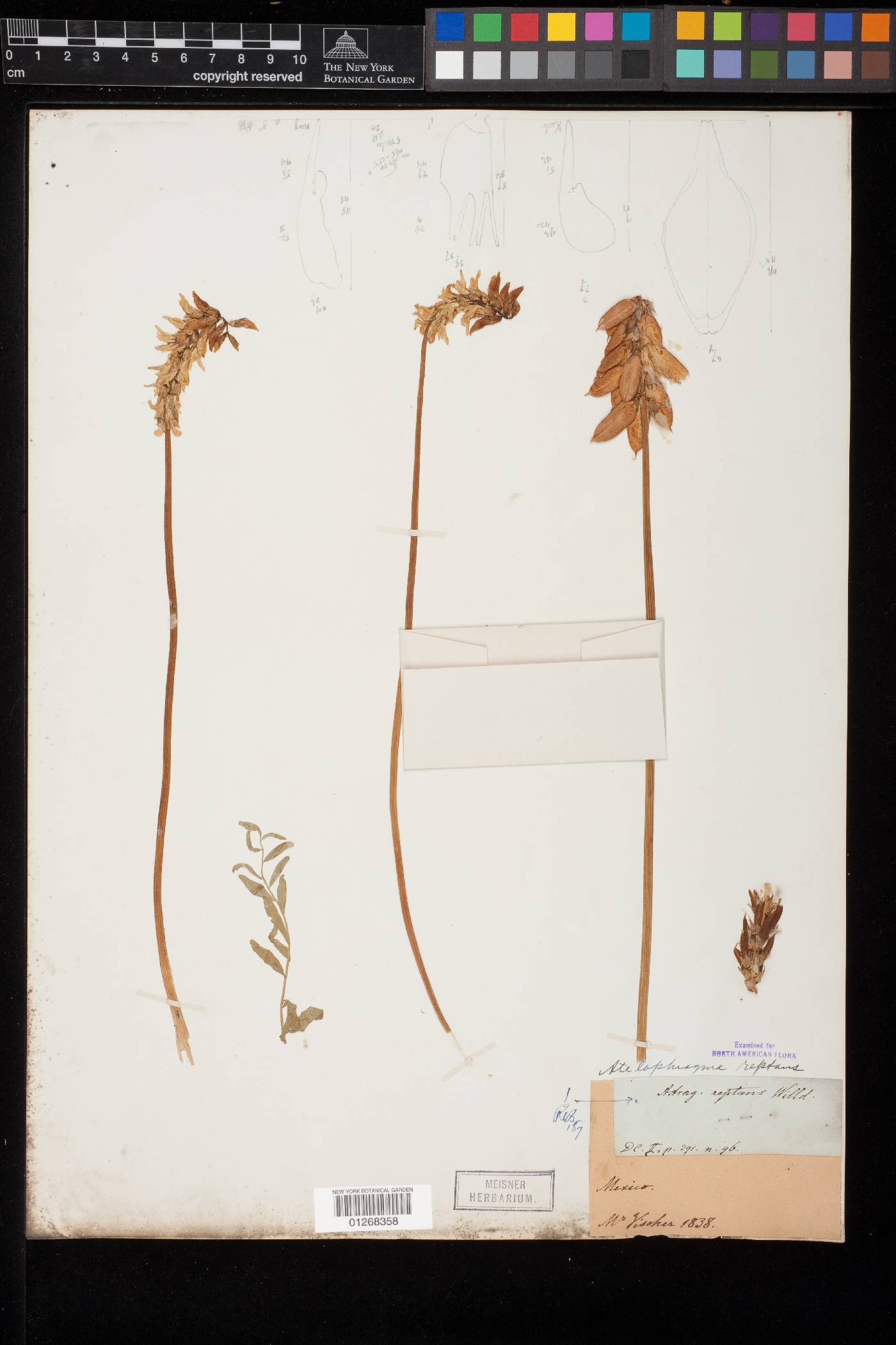 Astragalus radicans image