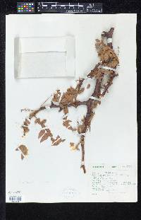 Bursera coyucensis image
