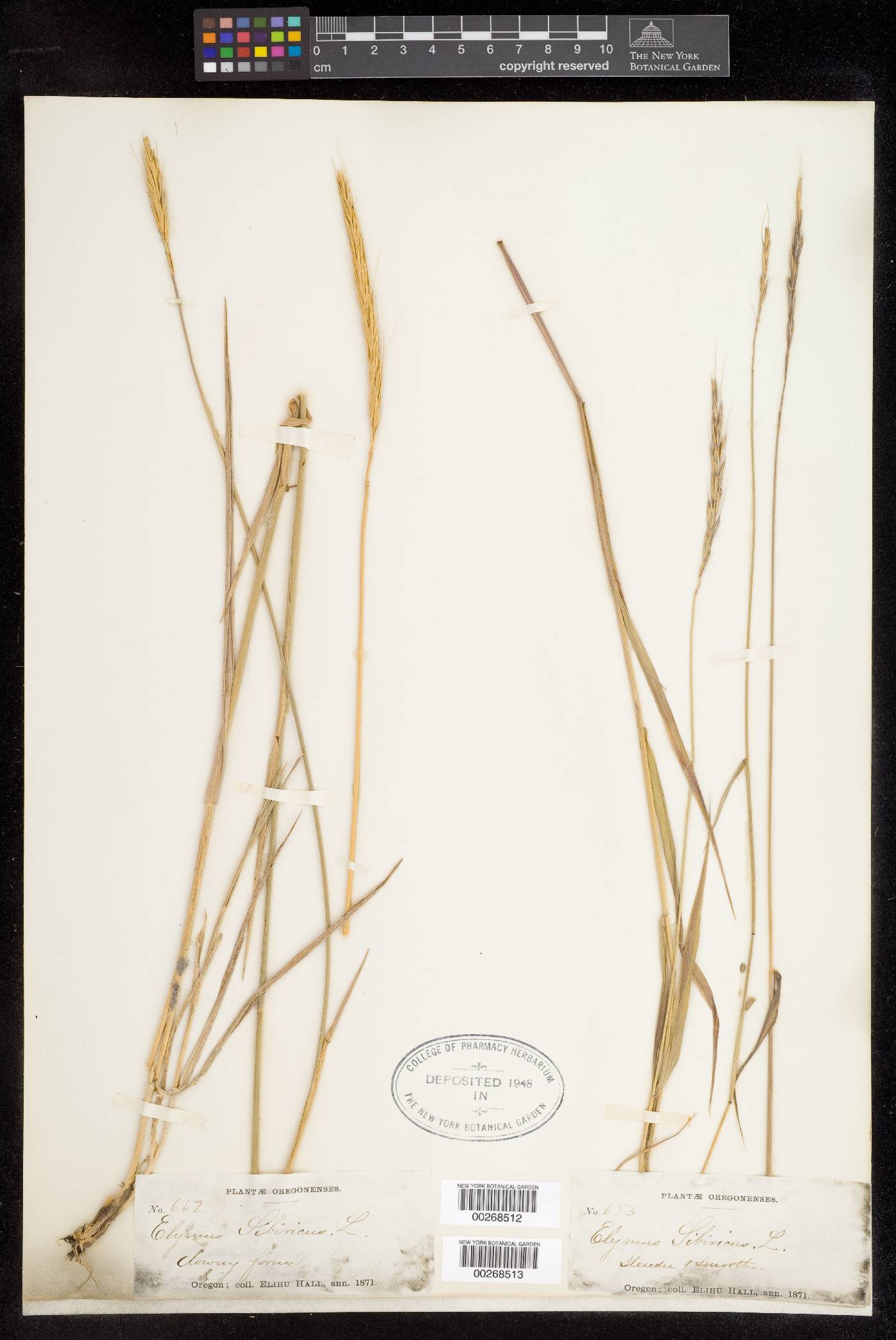 Elymus sibiricus image