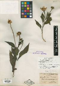 Tithonia calva image
