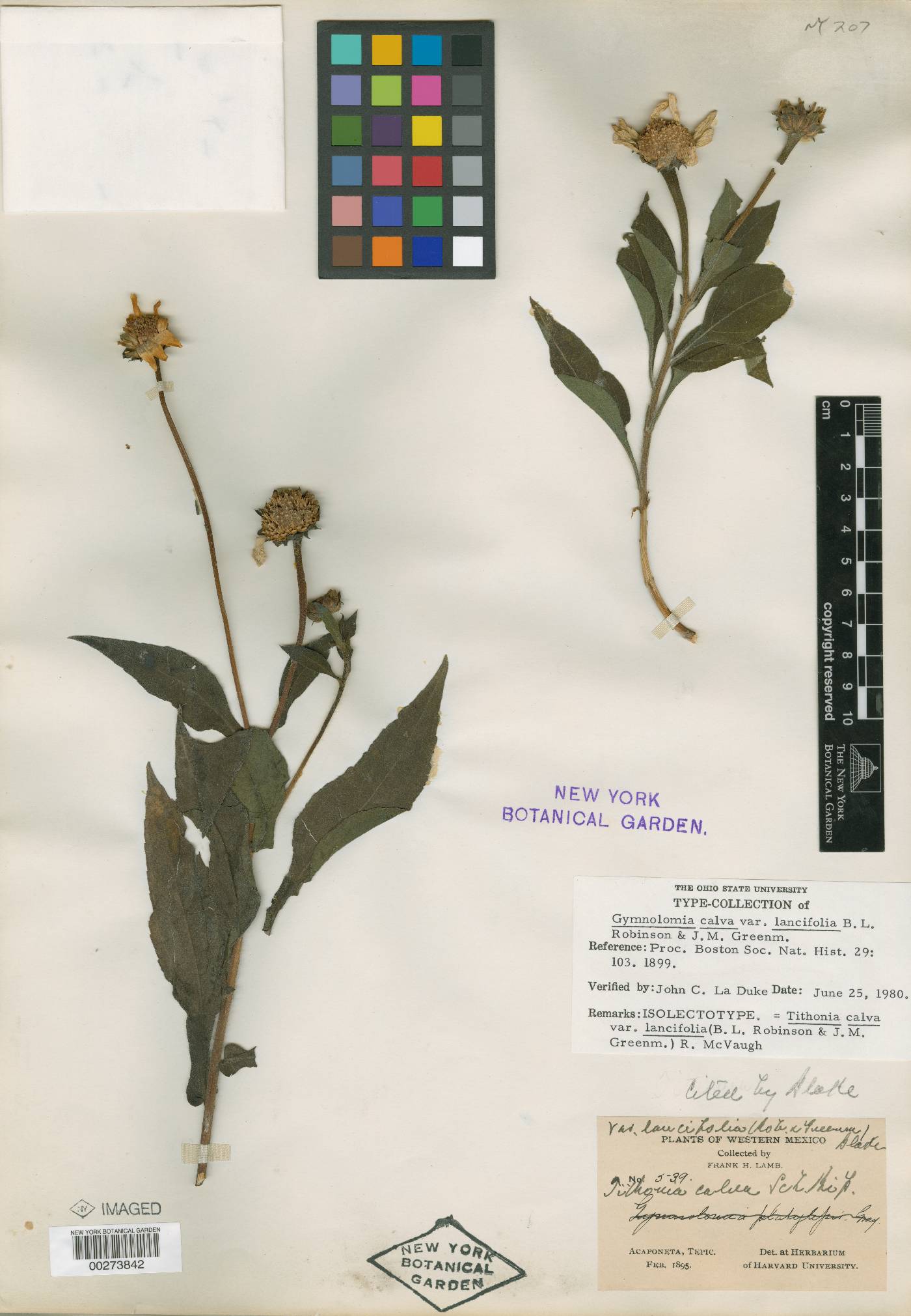 Tithonia calva var. lancifolia image