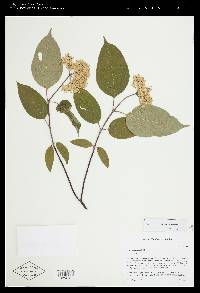 Cornus amomum subsp. amomum image