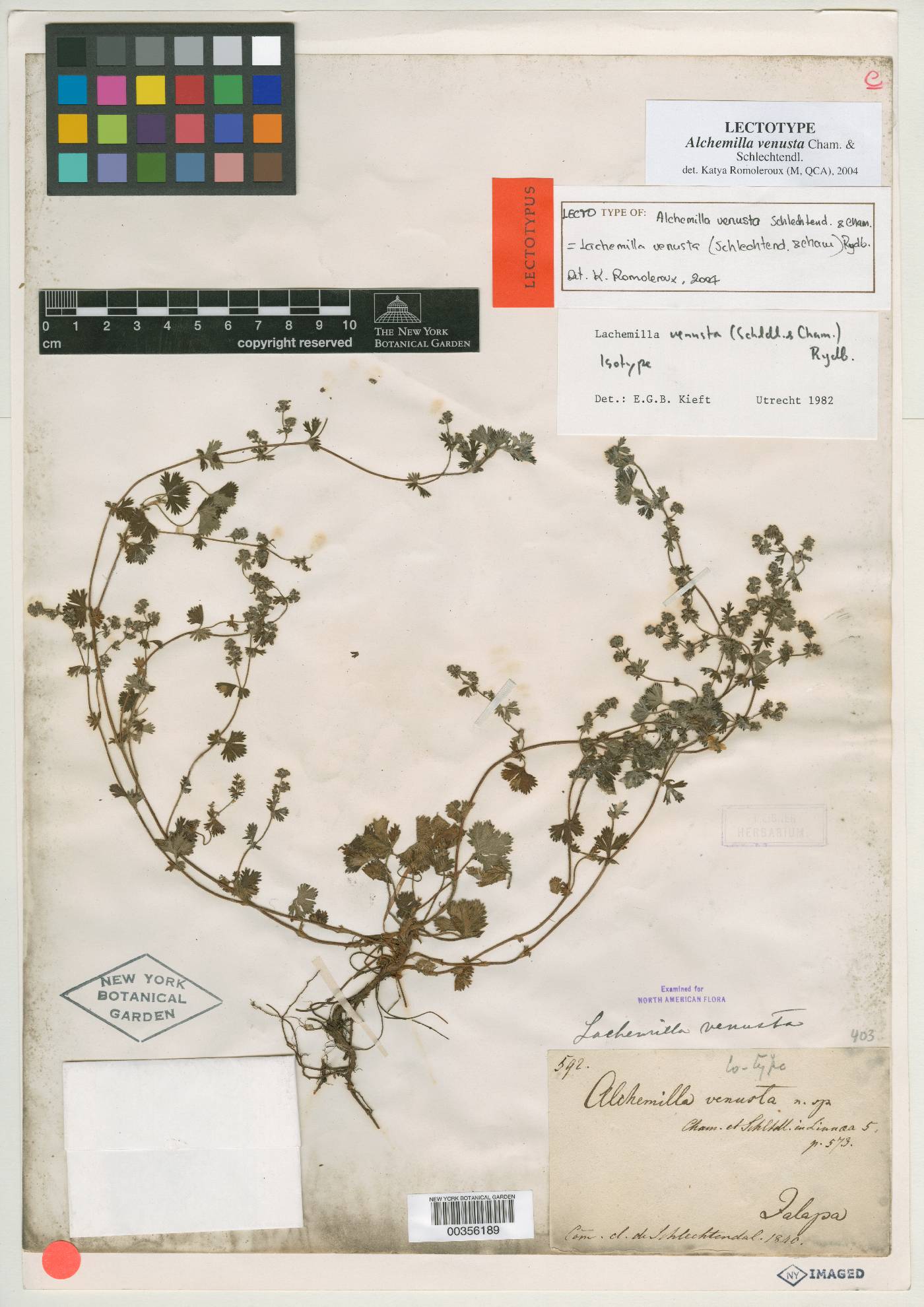 Lachemilla venusta image