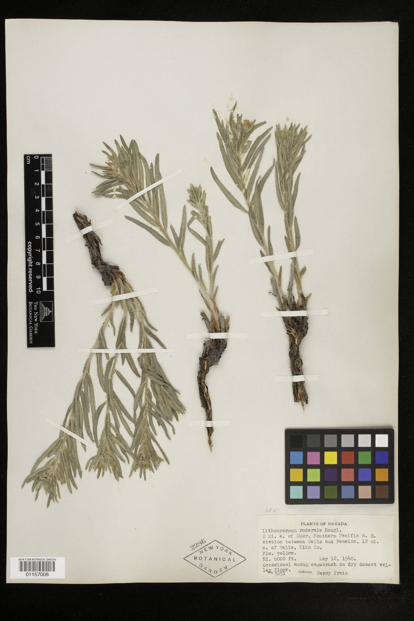 Lithospermum ruderale image