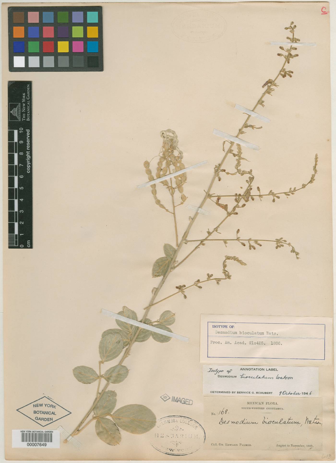 Desmodium bioculatum image