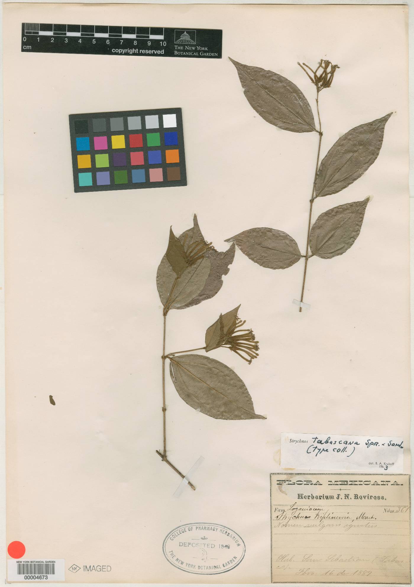 Strychnos panamensis image