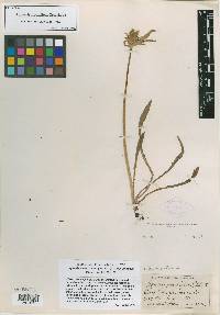 Agoseris frondifera image