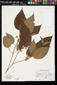 Clidemia submontana image