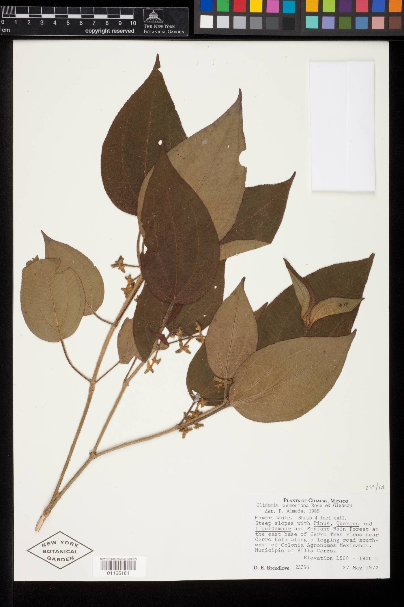 Clidemia submontana image