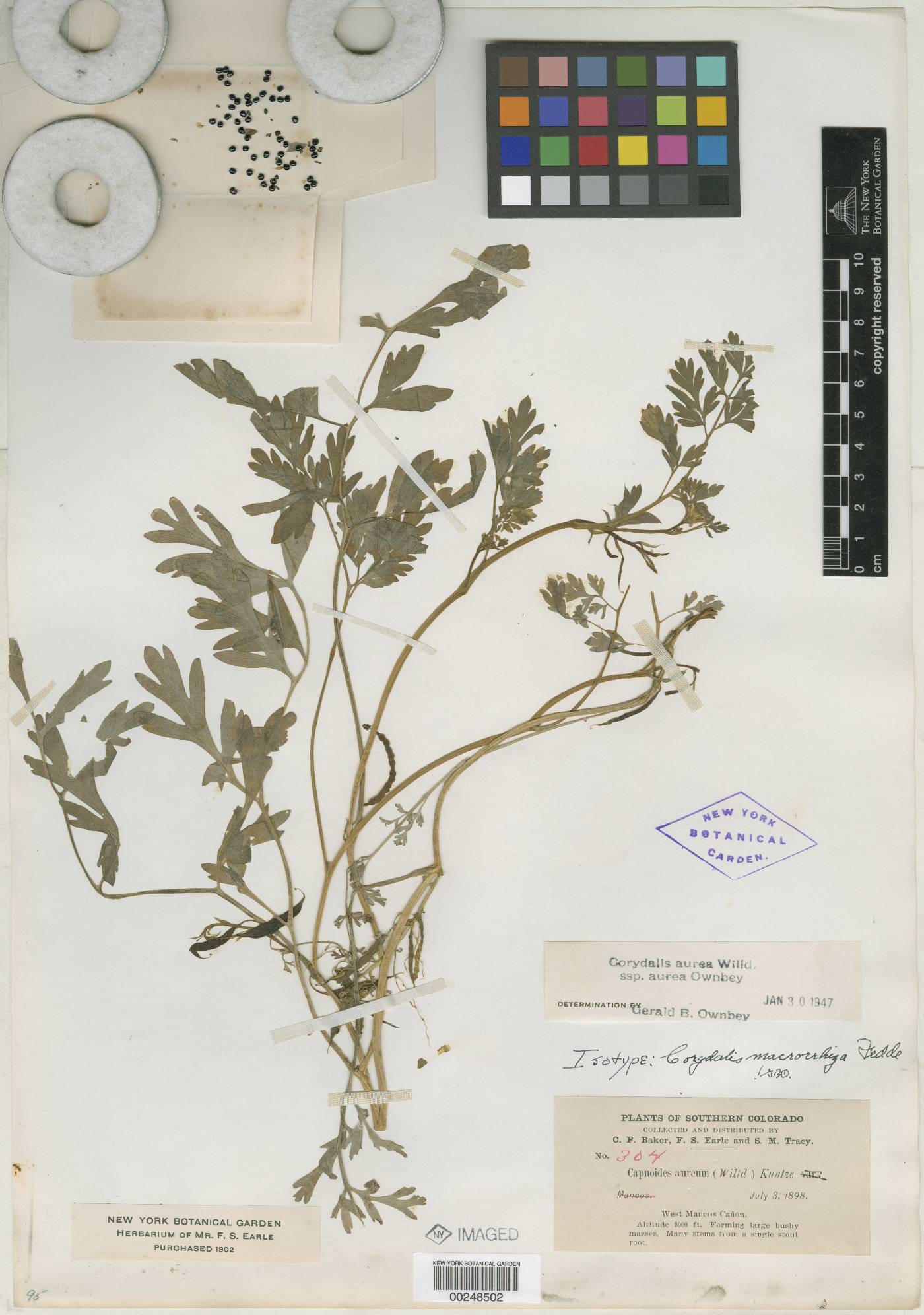 Corydalis macrorrhiza image