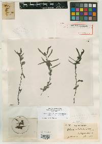 Chamaecrista nictitans var. glabrata image